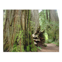 Redwood Tree postcards Big California Redwoods