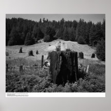 Redwood Tree Stumps and Reclaimed Land, 1966 Poster