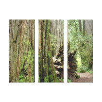 Redwood Trees Forest Canvas Photography prints