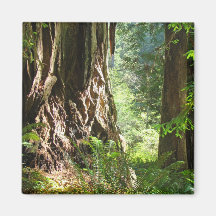 Redwood Trees magnet Big Redwoods Forest