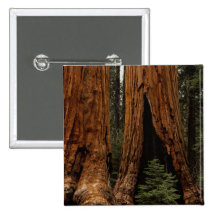 Redwood Trees, Sequoia National Park. Pinback Button