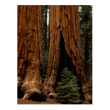 Redwood Trees, Sequoia National Park. Postcard