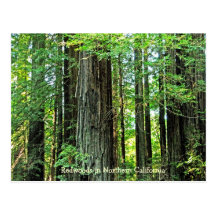Redwoods in Northern CA Postcard