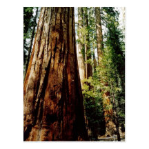 Redwoods in Yosemite Post Cards