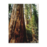 Redwoods in Yosemite Post Cards