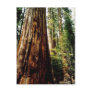 Redwoods in Yosemite Post Cards