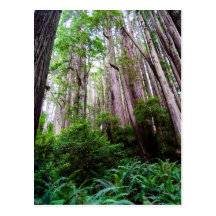 Redwoods Post Card