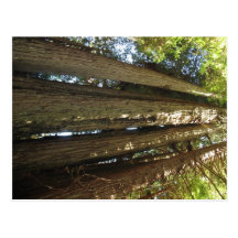 Redwoods Post Card