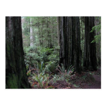 Redwoods Postcard