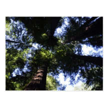 Redwoods Postcards