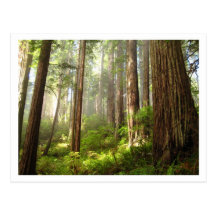 Redwoods Postcards