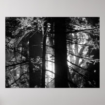Redwoods Posters