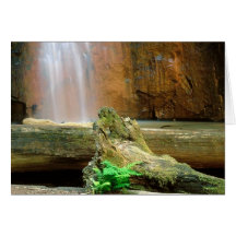 Redwoods State Park, CA Greeting Cards