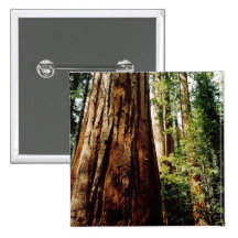 Redwoods- Yosemite Button