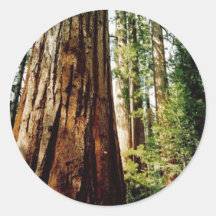 Redwoods- Yosemite Round Sticker
