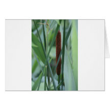 Reed Blank Card