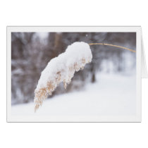 reed in snow cards