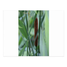 Reed Postcard