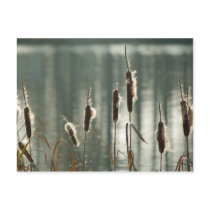 Reedmaces Postcard