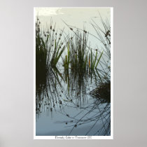 Reeds at Burnaby Lake Near Vancouver Posters