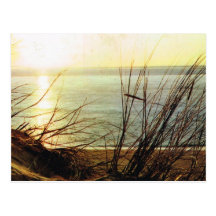 Reeds on the Atlantic coast Post Card