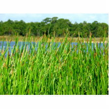 Reeds trees pond background photo sculpture