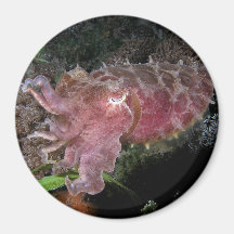 Reef_cuttlefish Magnets