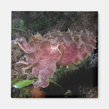 Reef_cuttlefish Refrigerator Magnet