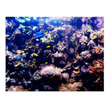 Reef tank postcards