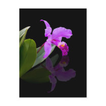 Reflected Beauty Orchid  Postcard