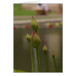 Reflecting Pool At Balboa Park Card