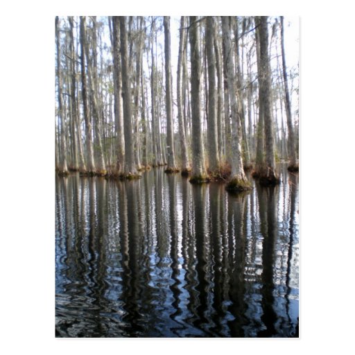 Reflection Postcard