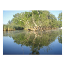 Reflection Tree Photo Art