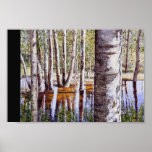 Reflection with Birch Tree posters