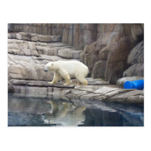 Reflections of a Polar Bear Postcards