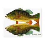 Reflections of Fish Post Cards