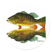 Reflections of Fish