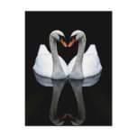 Reflections of Love, Heart Shape, White Swans Post Cards