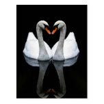 Reflections of Love, Heart Shape, White Swans Post Cards