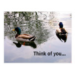 Reflections Post Cards