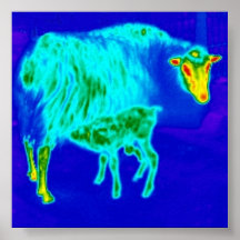 Refreshing sheep poster