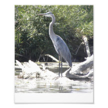 Regal Heron Art Photo