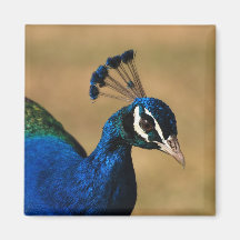 Regal peacock - customizable template magnet