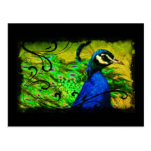 Regal Peacock Elegant Fine Art  Postcard