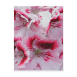 Regal Pelargonium Postcard