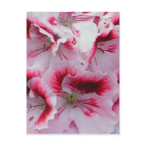 Regal Pelargonium Postcard