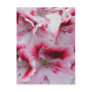 Regal Pelargonium Postcard