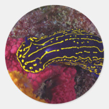 Regal Sea Goddess Nudibranch Felimare picta Sticker