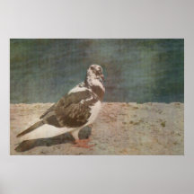 Regard pie de Grunged de pigeon de sommeil Posters