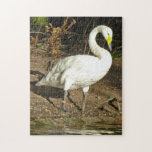 Regent's Park Swan puzzles